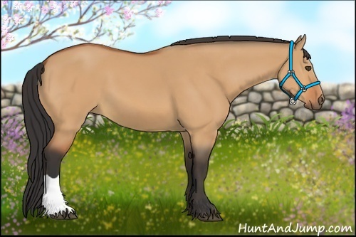 Horse Color:Bay Dun 