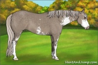Horse Color:Silver Grullo Sabino