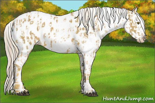 Horse Color:Palomino Near Leopard  and Gray Palomino Near Leopard 