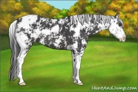 Horse Color:Black Sabino