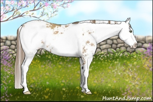 Horse Color:Black Pearl Sabino 