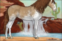 Horse Color:White Spotted Red Dun 