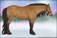 Horse Color:Buckskin Rabicano