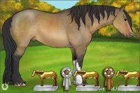 Horse Color:Brown Dun 