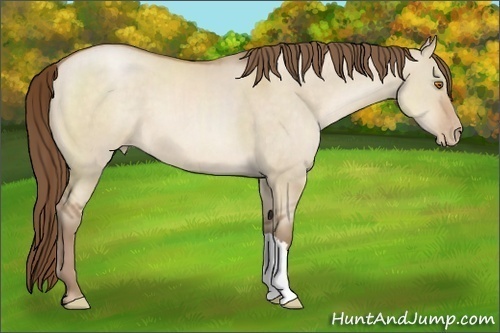 Horse Color:Brown Pearl Dun 