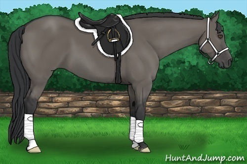 Horse Color:Grullo Frame 