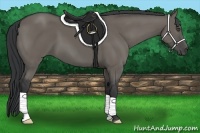 Horse Color:Grullo Frame