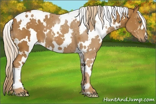 Horse Color:White Spotted Chestnut