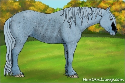 Horse Color:ERROR: UNKNOWN ANOMALY