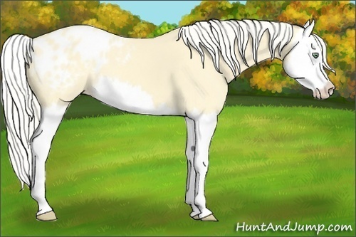 Horse Color:Gold Cream Champagne Splash Appaloosa 
