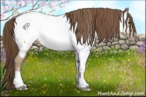 Horse Color:Classic Champagne Appaloosa 