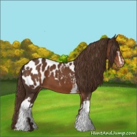 Horse Color:White Spotted Liver Chestnut Blanket 