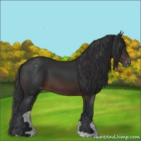 Horse Color:Brown Appaloosa