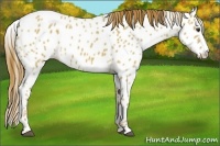 Horse Color:Red Dun Appaloosa 