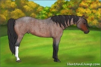 Horse Color:Brown Roan