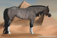 Horse Color:Gray Brown Roan Rabicano 