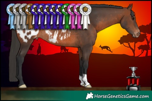 Horse Color:Brown Appaloosa Rabicano 