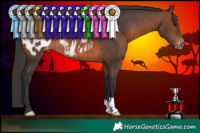 Horse Color:Brown Appaloosa Rabicano