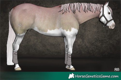 Horse Color:Silver Bay Dun Splash Rabicano