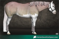 Horse Color:Silver Bay Dun Splash Rabicano 
