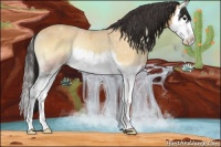 Horse Color:Buckskin Onyx Splash 