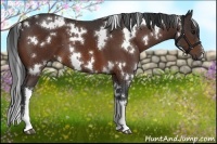 Horse Color:White Spotted Bay 