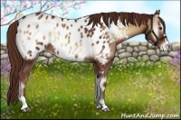 Horse Color:Red Onyx Sabino Near Leopard 