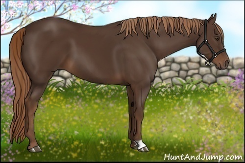 Horse Color:Liver Chestnut
