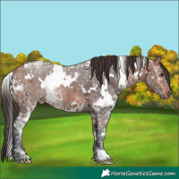 Horse Color:White Spotted Bay Ice 