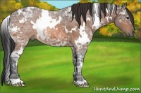 Horse Color:White Spotted Bay Ice