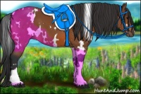 Horse Color:White Spotted Bay 