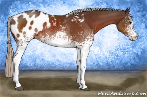 Horse Color:White Spotted Silver Brown Appaloosa 