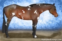 Horse Color:White Spotted Brown Varnish