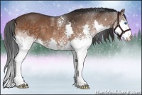 Horse Color:White Spotted Brown Splash Rabicano 