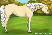 Horse Color:Palomino Tobiano 