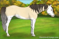 Horse Color:Buckskin Dun Splash 