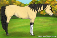 Horse Color:Gray Buckskin 