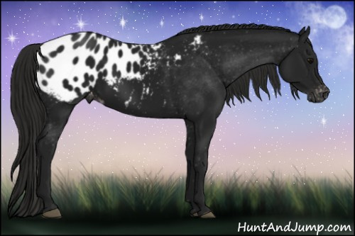 Horse Color:Gray Black Appaloosa 