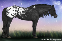 Horse Color:Gray Black Appaloosa