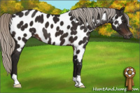 Horse Color:Gray Silver Brown Appaloosa 