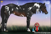 Horse Color:Gray White Spotted Brown Varnish 