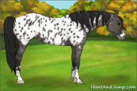 Horse Color:Gray Grullo Sabino Near Leopard 