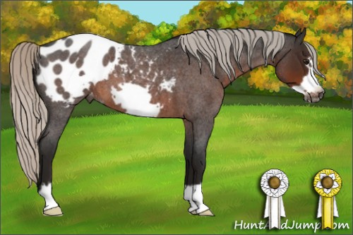 Horse Color:Gray Silver Brown Roan Frame Appaloosa 