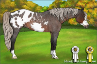 Horse Color:Gray Silver Brown Roan Frame Appaloosa 