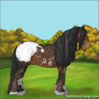 Horse Color:Liver Chestnut Appaloosa