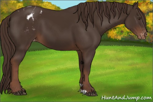 Horse Color:Liver Chestnut Appaloosa 