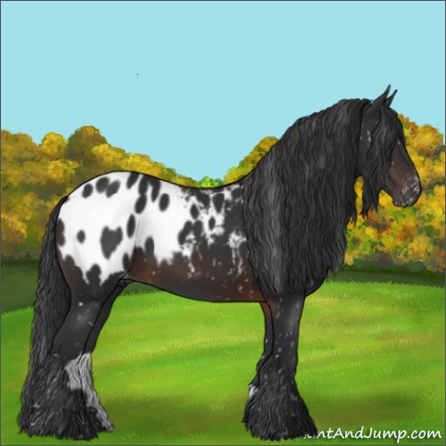 Horse Color:Brown Appaloosa 