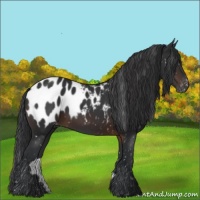 Horse Color:Brown Appaloosa 