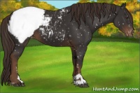 Horse Color:Liver Chestnut Sabino Snowcap 