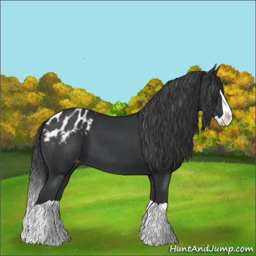 Horse Color:Black Splash Appaloosa 